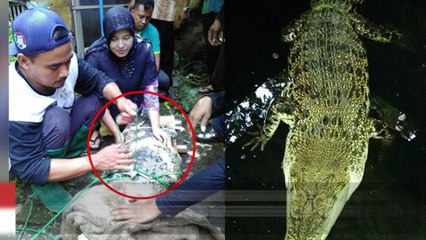 Download Video: Wanita sedih karena berpisah dengan buaya peliharaannya - TomoNews