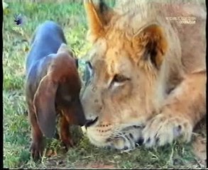 Amores perros: Amigo leon
