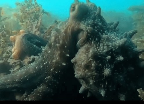 Octopus Attempts to Grab Free Diver's Camera