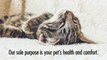 Quality Medical Care for Your Pet in Wicker Park & Bucktown