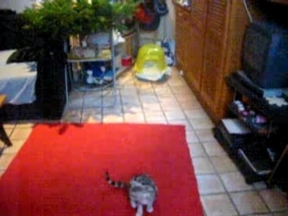 Chaton et bulles de savon