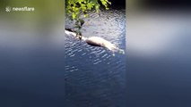Bizarre moment alligator tows dead alligator in Florida swamp
