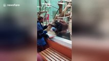 Hilarious moment orangutan kisses zoo visitor