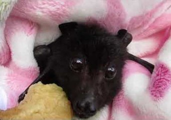 Rescued Baby Bat Enjoys Banana