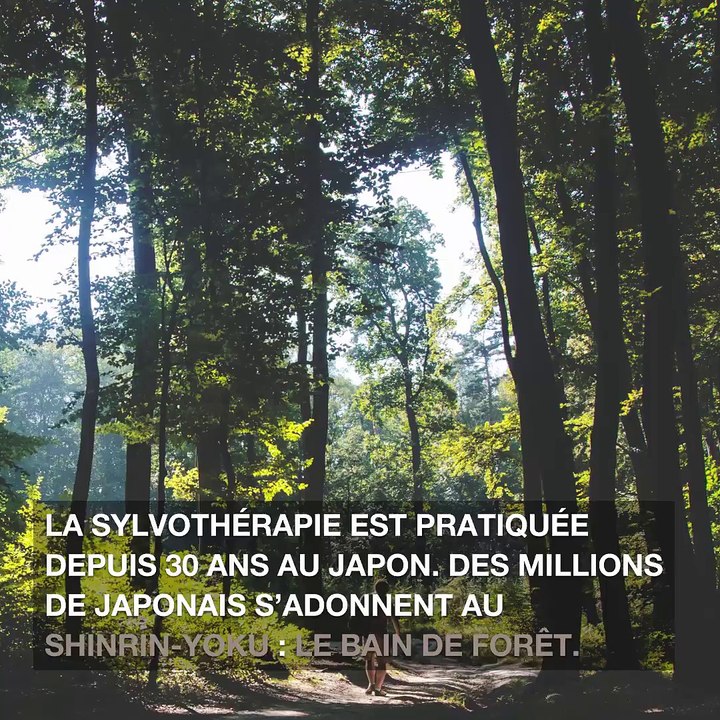 Sylvothérapie : ces arbres qui nous font du bien