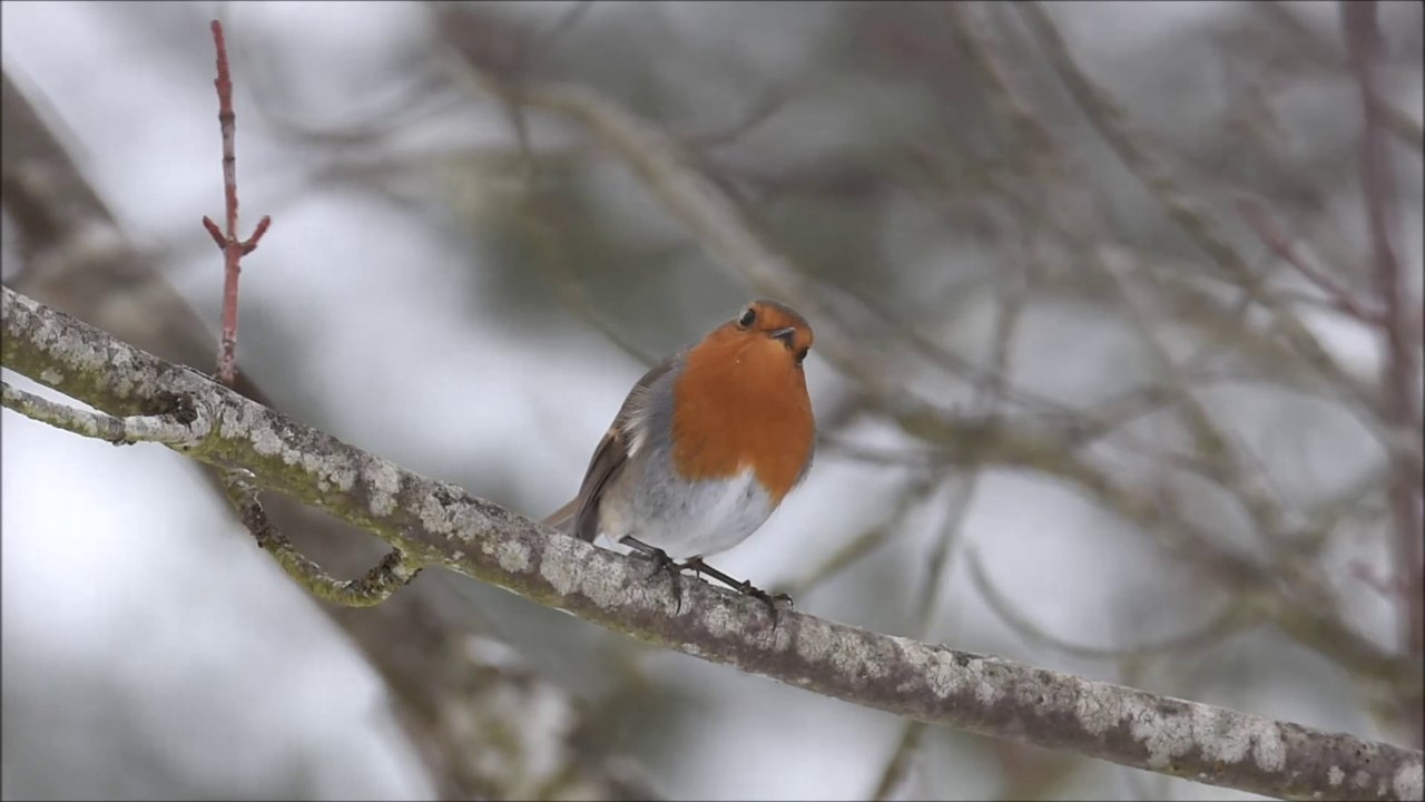 Rouge gorge