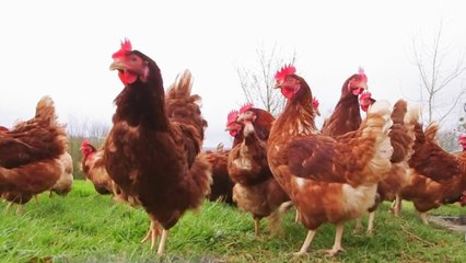 Conso - Œufs de plein air