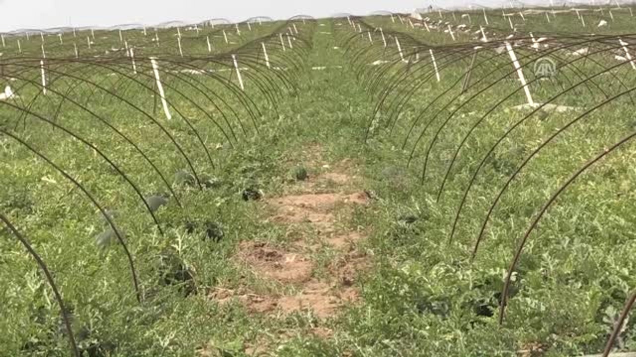 Karpuzda Verim Arttı Fiyatlar Düştü