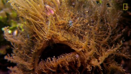 Ce poisson a un camouflage parfait et une technique de chasse impressionnante...  poisson grenouille strié