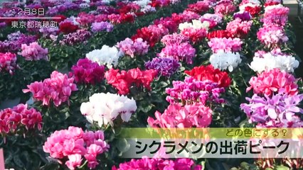 シクラメンの出荷ピーク 東京都瑞穂町 (2)