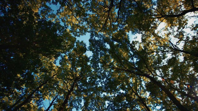 NATEDE - The Most Amazing Smart Natural Air Purifier | Future Tech