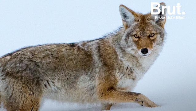 États-Unis : plus d'1 million d'animaux tués chaque année