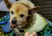 Animal Rescue Workers Treat Cancer-Stricken Dog to Steak and Ice Cream After Heartbreaking Prognosis