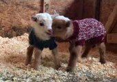 Adorable Two-Day-Old Goats Work Out Who's the Boss
