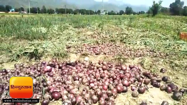 हल्द्वानी II ओलावृष्टि से गौलापार के किसानों की प्याज की फसल चौपट
