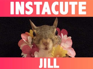 Alerte cute : Découvrez Jill, l’écureuil qui fait fondre Instagram !