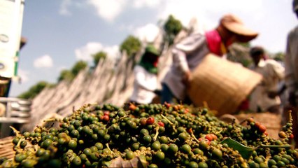 Cambodia's Kampot pepper immune to price slump
