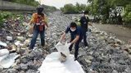 Baby dolphin found dead in central Thailand