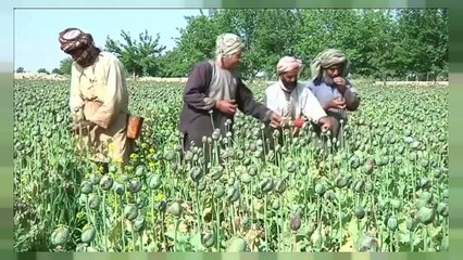 Afghanistan, il cuore del traffico mondiale di oppio