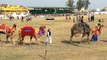 Horse made to 'dance' to dhol drums in India: entertainment or animal cruelty?