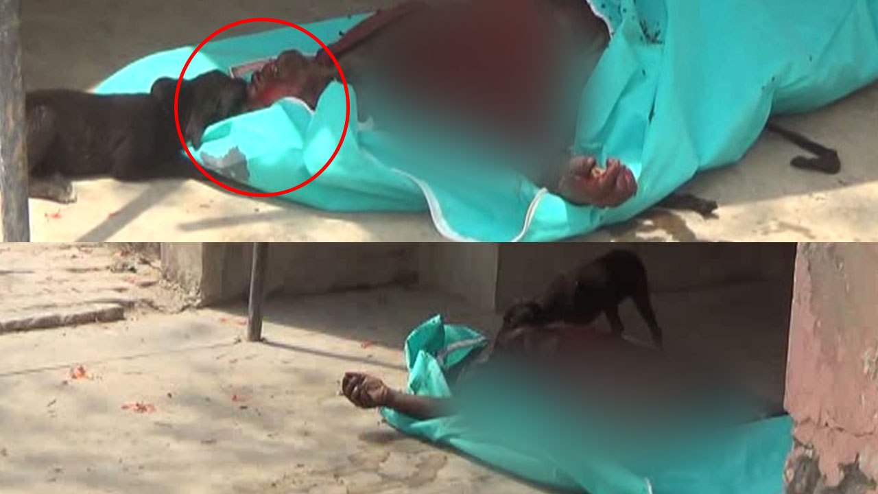 अलीगढ़ में पोस्टमॉर्टम के लिए आई थी लाश, कुत्तों ने नोंची, वीडियो वायरल