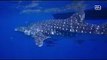Divers welcome whale shark in Gulf of Thailand