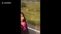 Breathtaking moment a family of elephants crosses a road