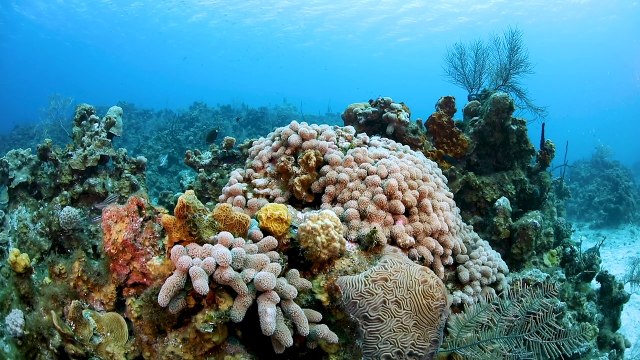 Cayman Islands: Reefs