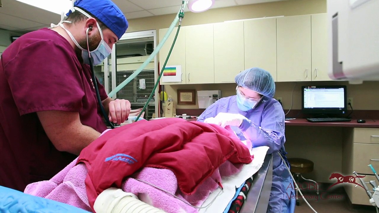 Adobe Veterinary Center: Large & Small Animal Veterinarian in Tucson, AZ