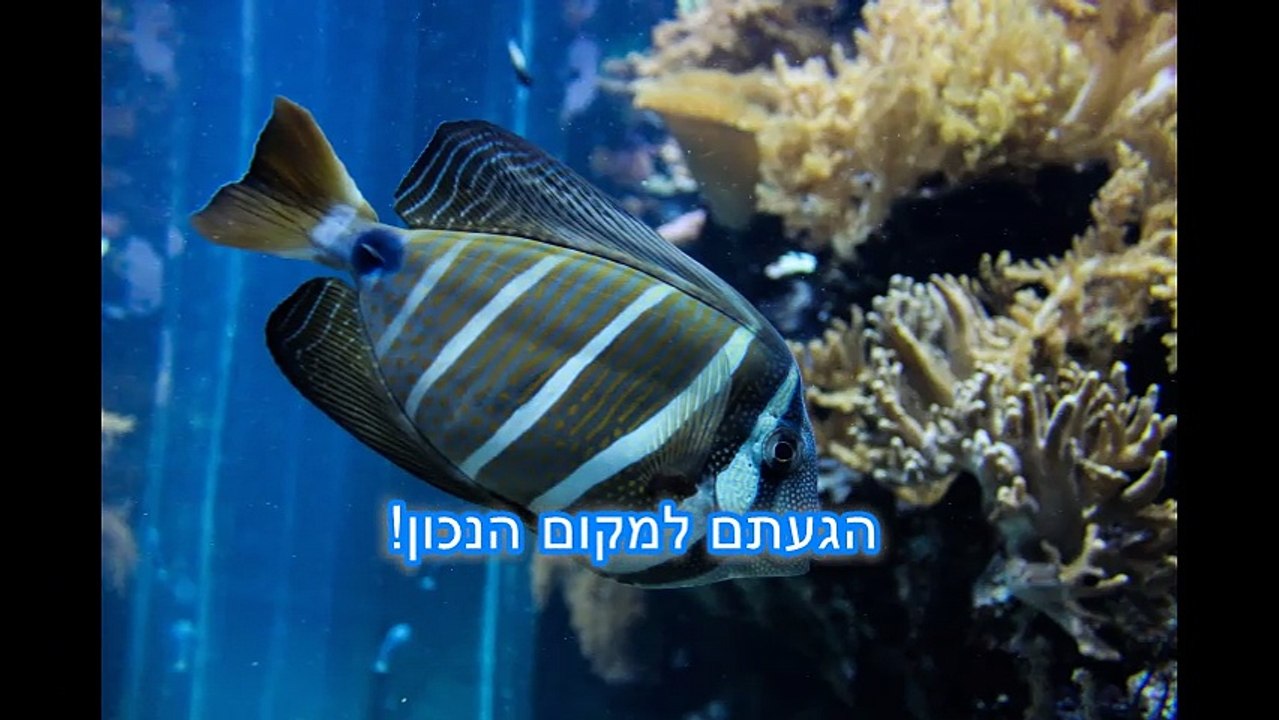 חנות חיות בראשון לציון