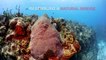 Cayman Islands: Bonnie's Arch Grand Cayman