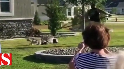 Eve girmeye çalışan timsah son anda böyle yakalandı