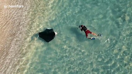 Drone footage captures manta ray swimming close to beachgoers