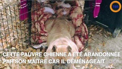 Une petite chienne abandonnée