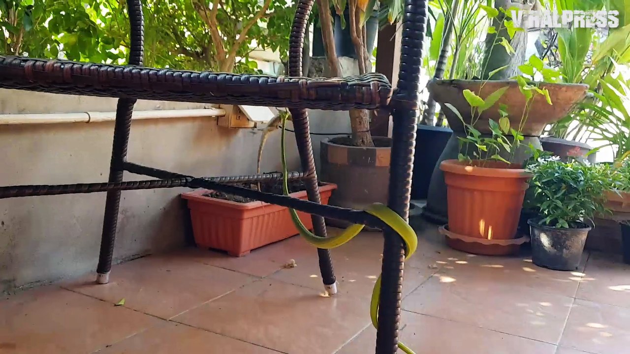 Snake Catches Lizard In Coffee Shop