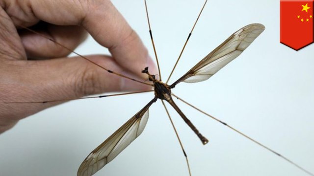 World’s biggest mosquito discovered in China - TomoNews
