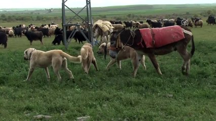 Besicilerin yayla yolculuğu başladı - MUŞ