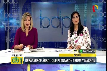 EEUU: desaparece árbol que Trump y Macron plantaron en la Casa Blanca