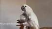 Thirsty Cockatoo Gulps Straight From the Bottle