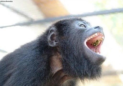 Angry Baby Howler Monkey Makes the Strangest Noises