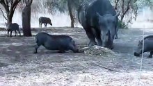 Rhino Vs Warthog: Amazing Animal Attack Video