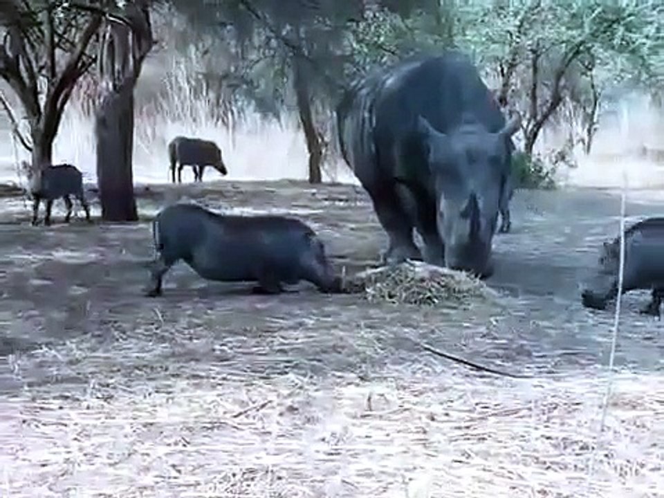 Rhino Vs Warthog: Amazing Animal Attack Video