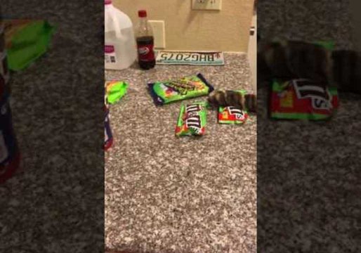 Cheeky Cat Steals All the M&M's, or Does He?
