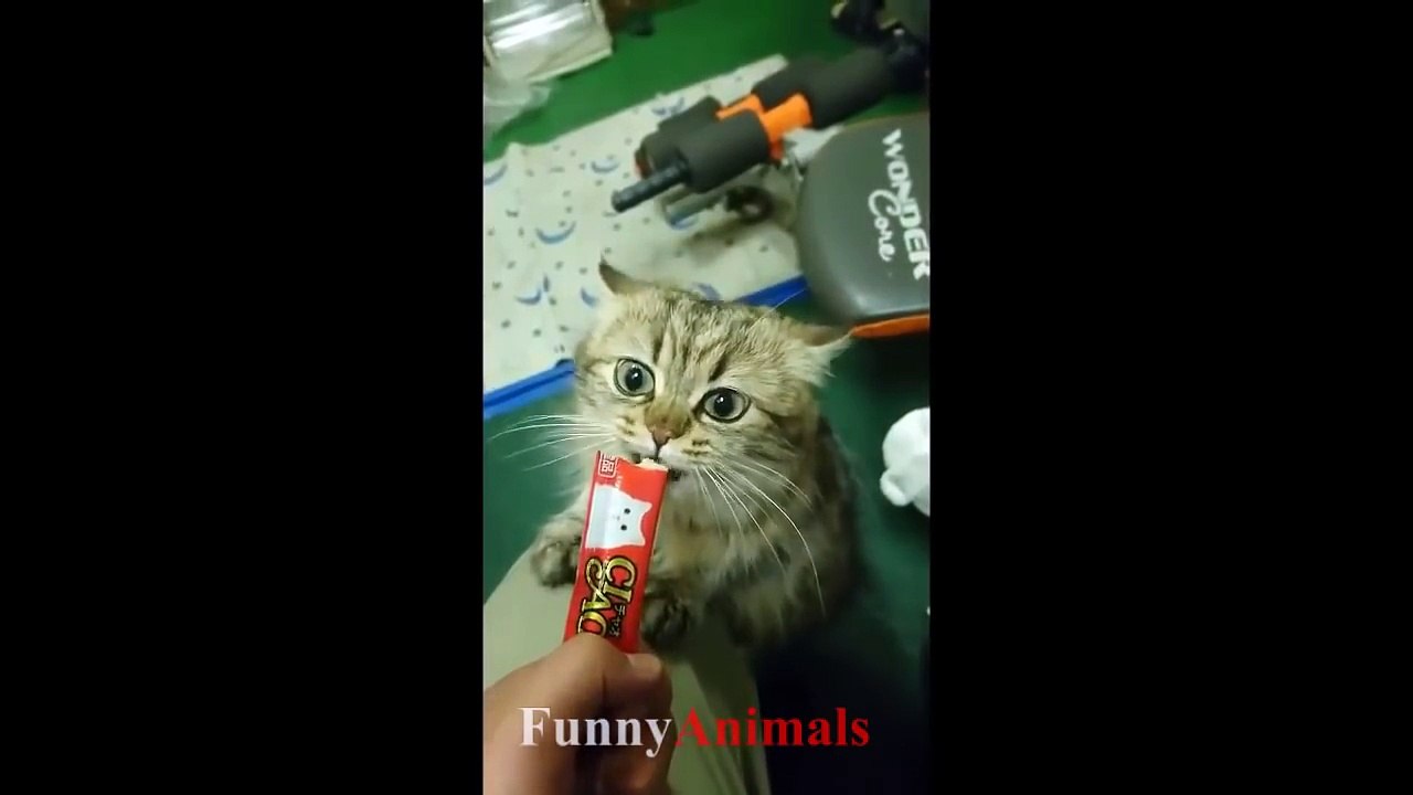 Funny Cats and Cute Kittens - Funny Cat compilation 2018.mp4-