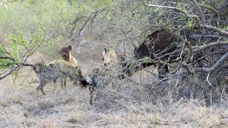 4 Hyenas Kill Buffalo next to House ! Amazing Animal Attack Video