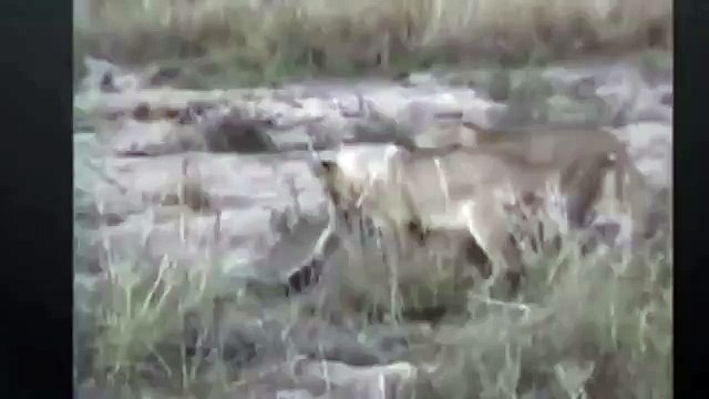 5 Lion Attack Mongoose Honey badger Mongoose - Snake vs Cobras vs Porcupine Compilation