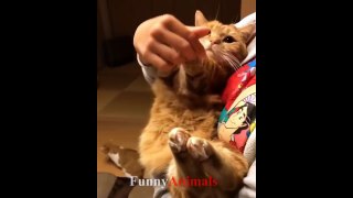 Funny Cats and Cute Kittens - Funny Cat compilation 2018.mp4-