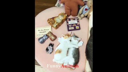Funny Cats and Cute Kittens - Funny Cat compilation 2018.mp4-