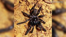 Oldest-Known Spider in the World Dies From a Wasp Sting