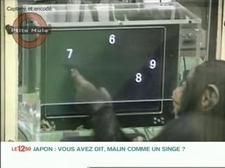 Malin comme un singe